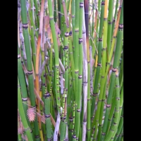 Equisetum Praealtum (fam Equisetacees) (USA, Canada) (2)